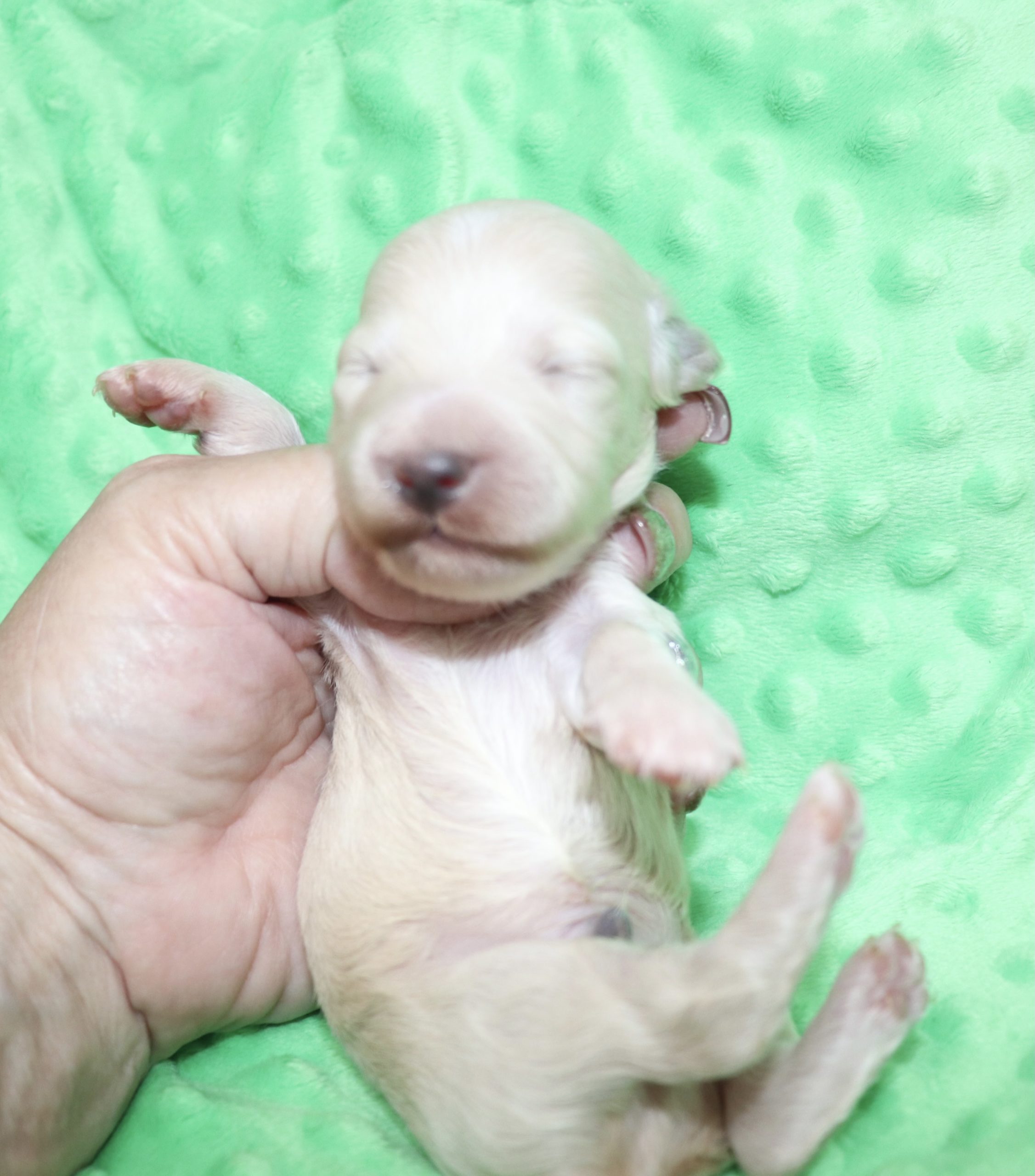 Creme of the Crop Dachshunds - Ledger Puppy 14