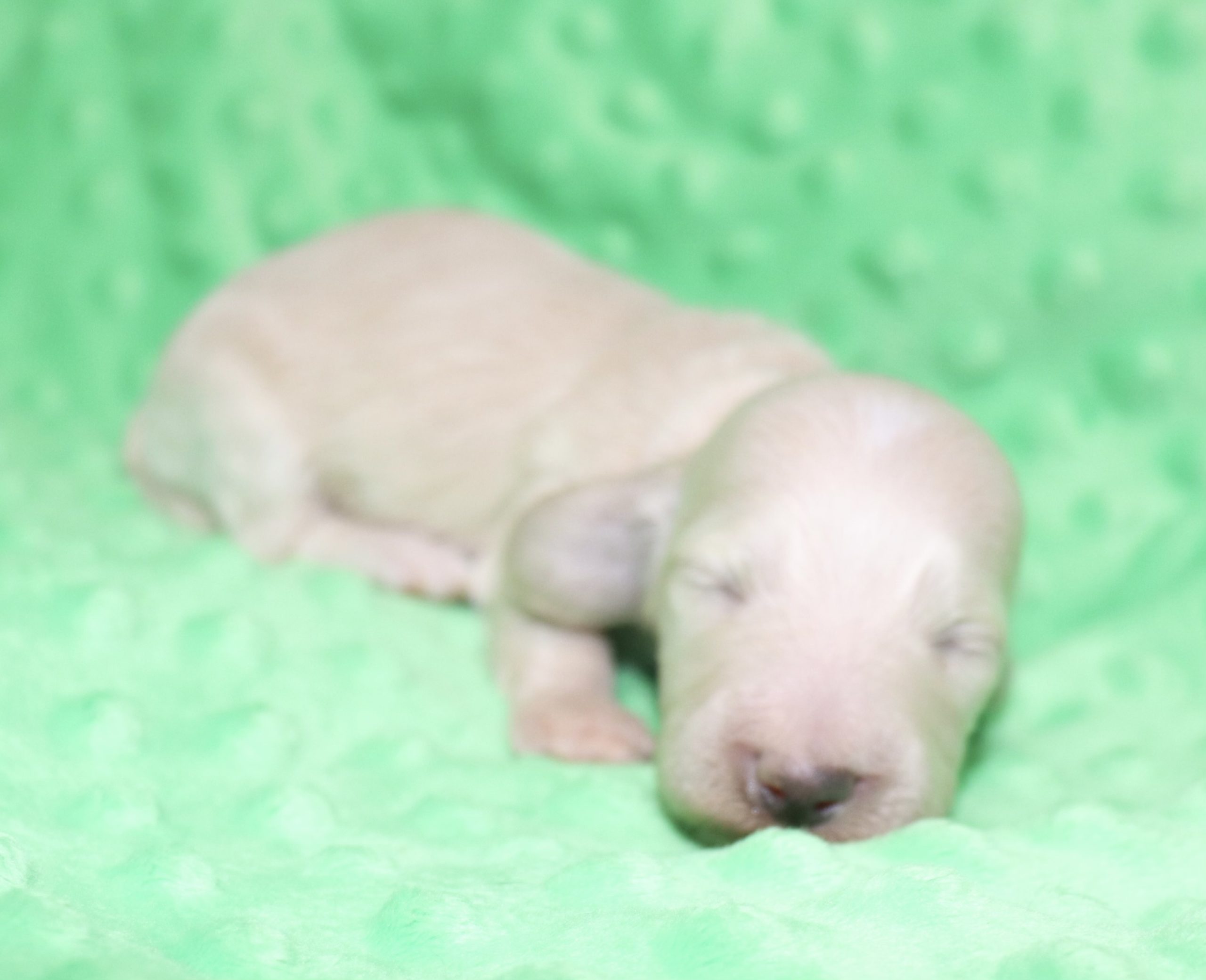Creme of the Crop Dachshunds - Ledger Puppy 15