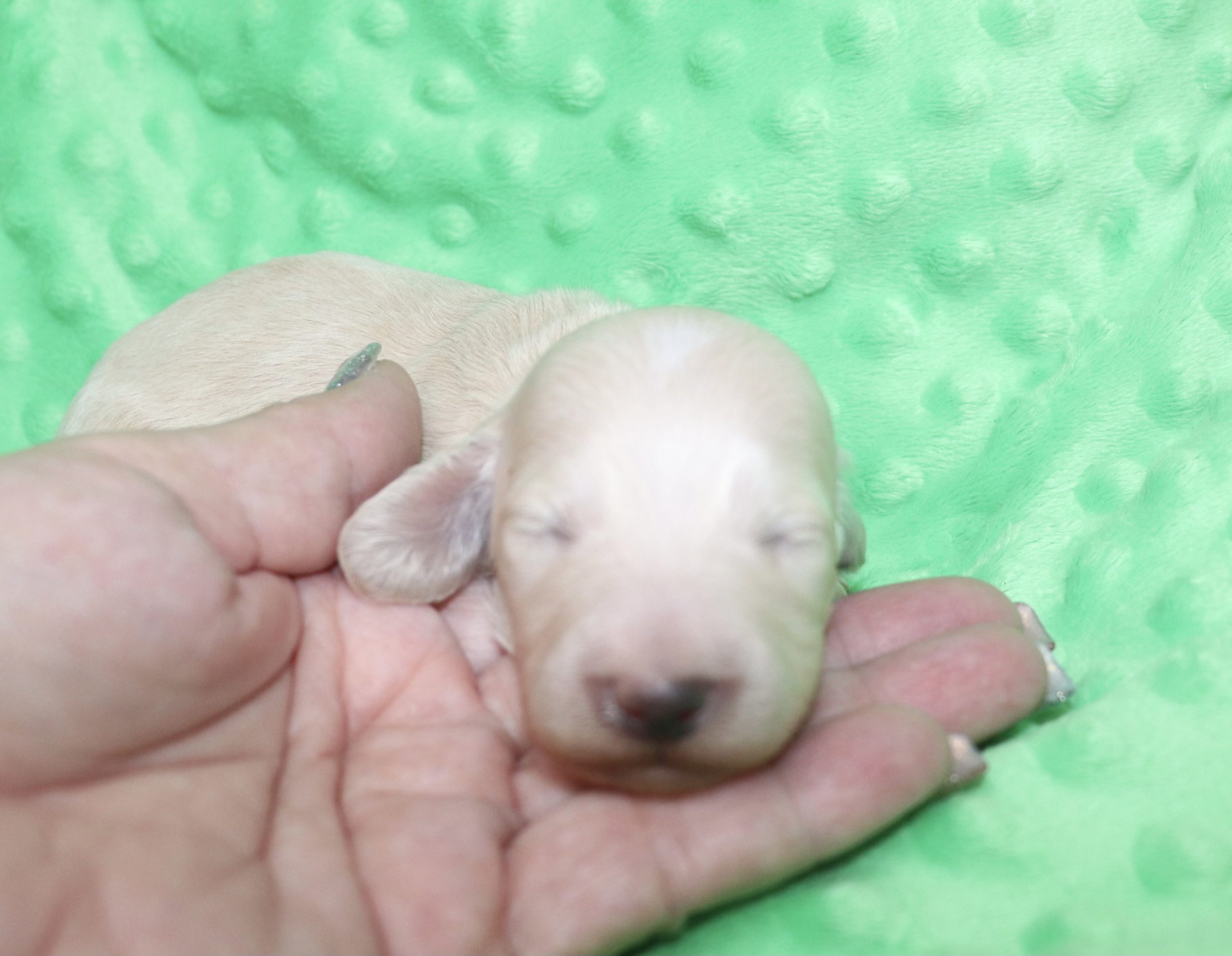 Creme of the Crop Dachshunds - Ledger Puppy 1