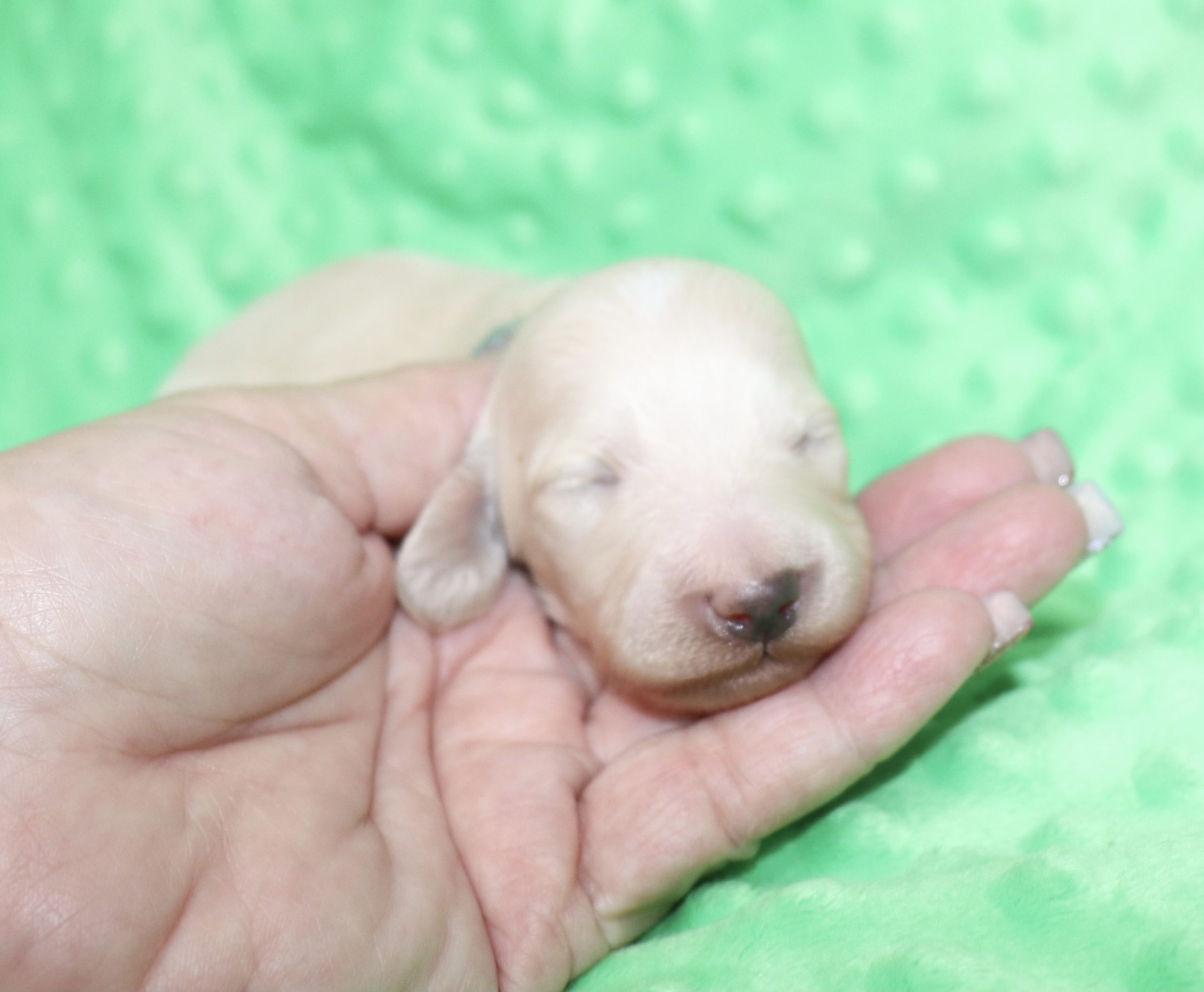 Creme of the Crop Dachshunds - Ledger Puppy 2