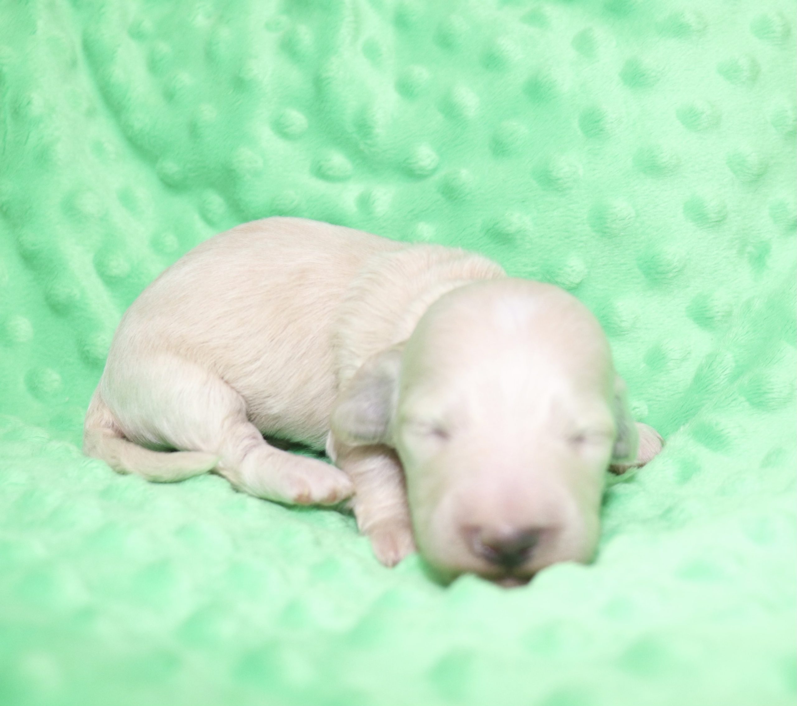 Creme of the Crop Dachshunds - Ledger Puppy 3