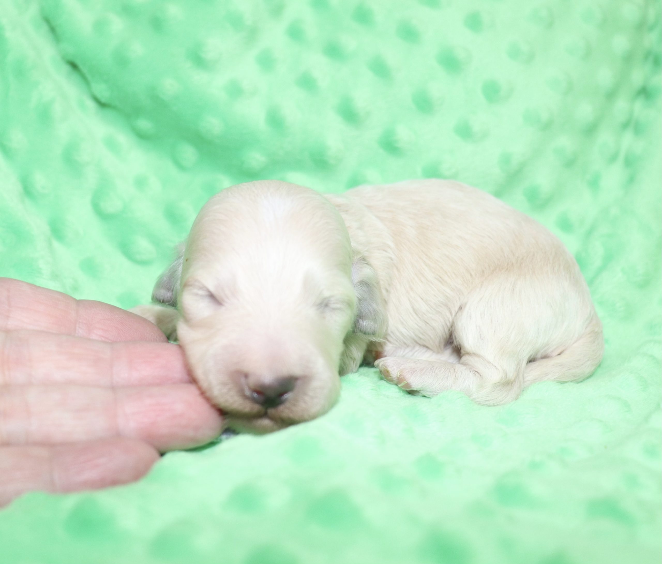 Creme of the Crop Dachshunds - Ledger Puppy 4