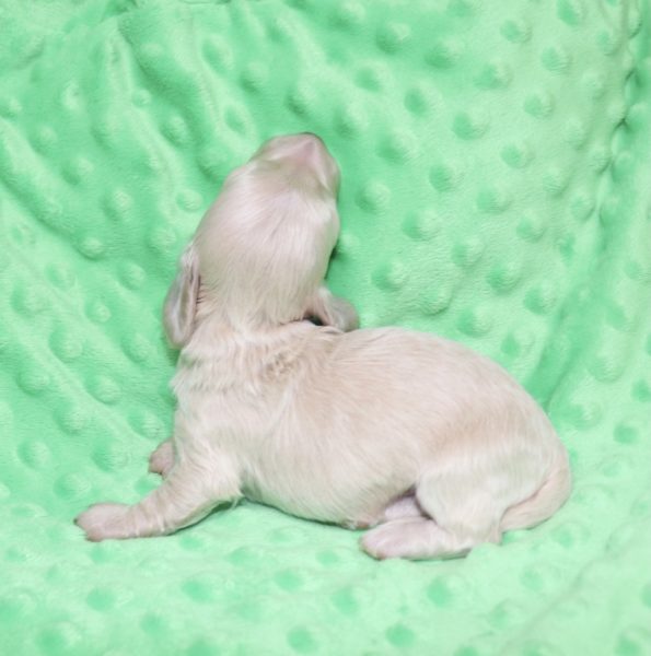 Creme of the Crop Dachshunds - Ledger Puppy 5
