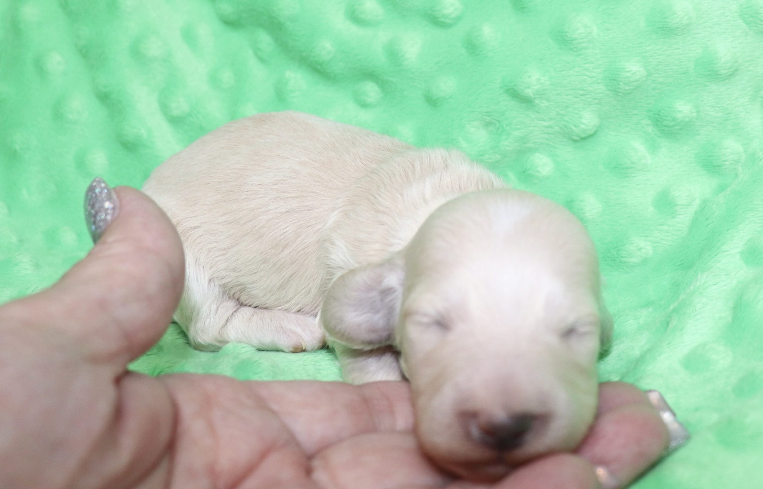 Creme of the Crop Dachshunds - Ledger Puppy 6