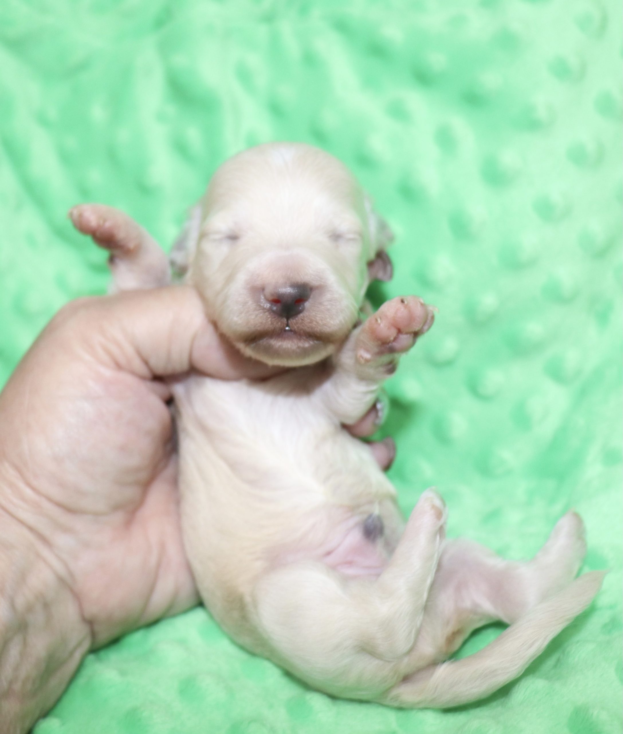Creme of the Crop Dachshunds - Ledger Puppy 7
