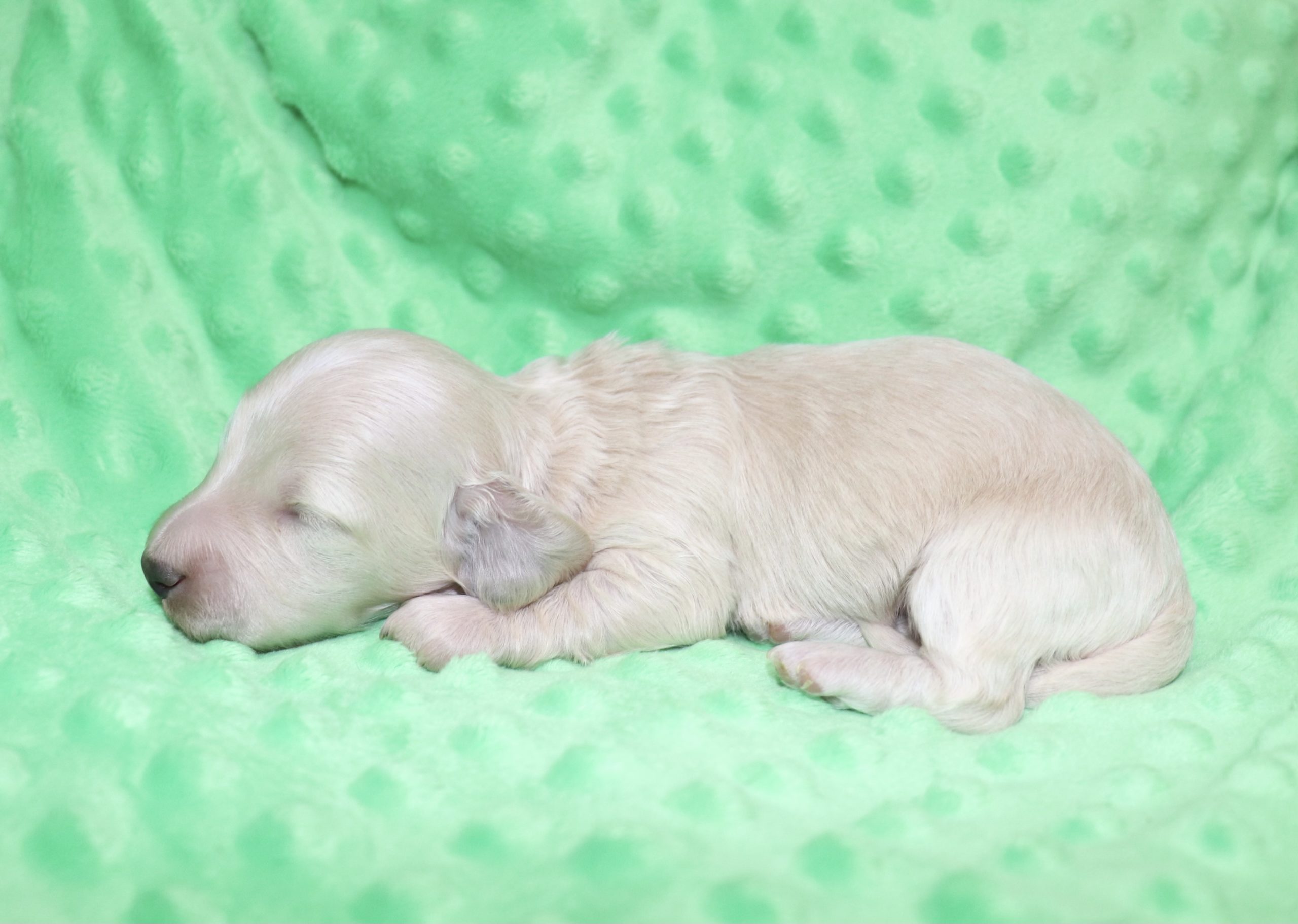 Creme of the Crop Dachshunds - Ledger Puppy 8