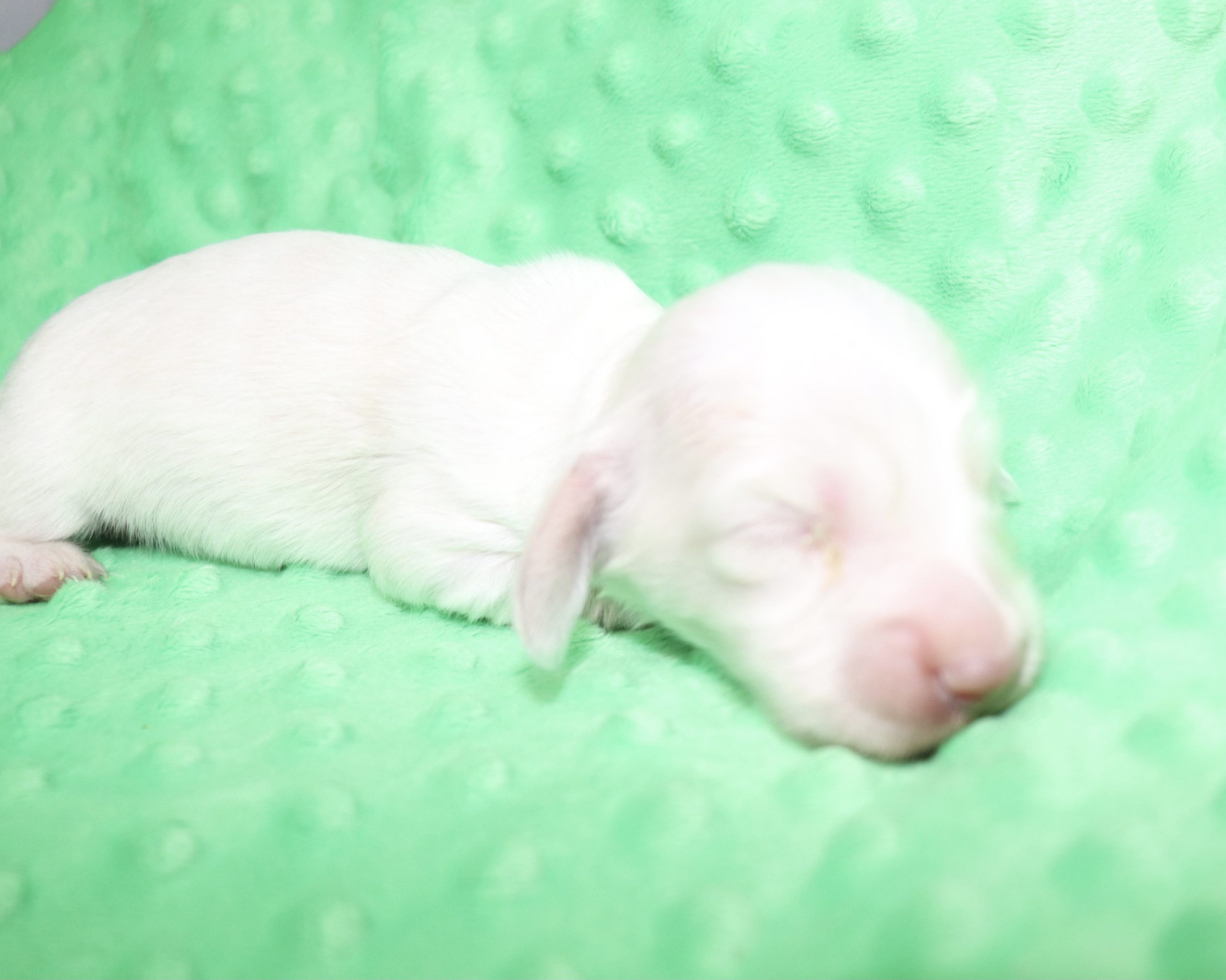 Creme of the Crop Dachshunds - Casper Puppy 10