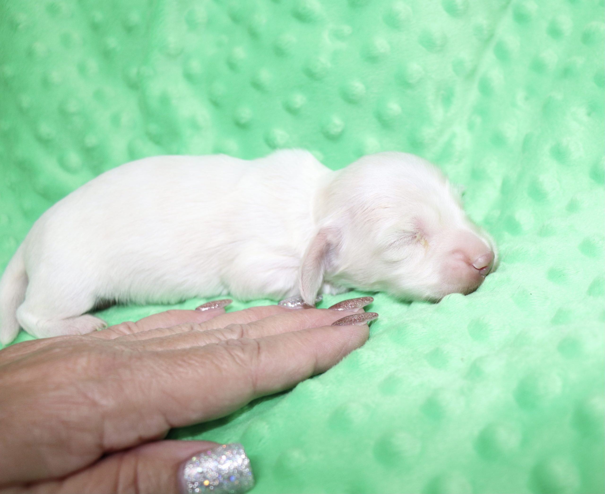 Creme of the Crop Dachshunds - Casper Puppy 11