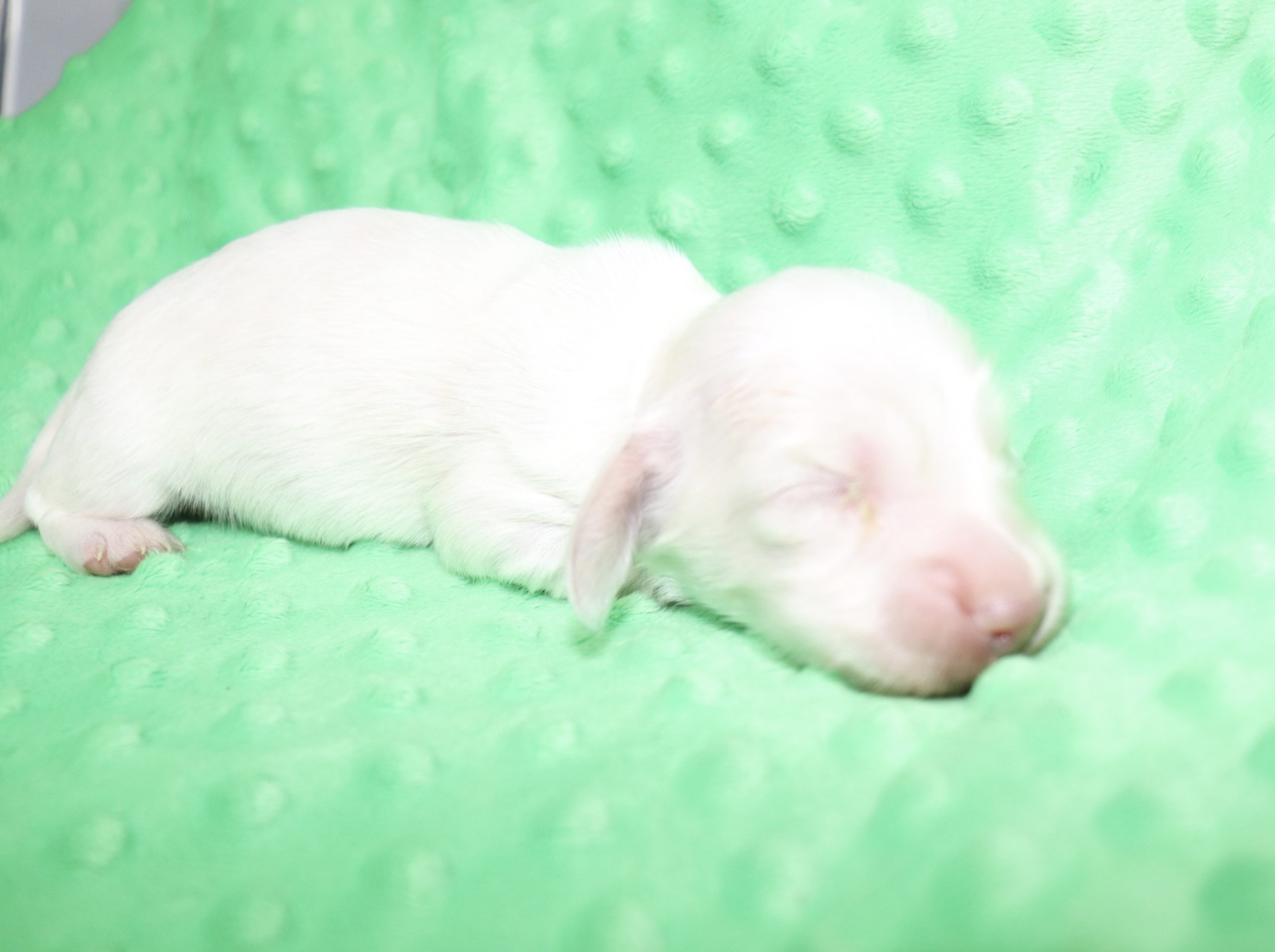 Creme of the Crop Dachshunds - Casper Puppy 12