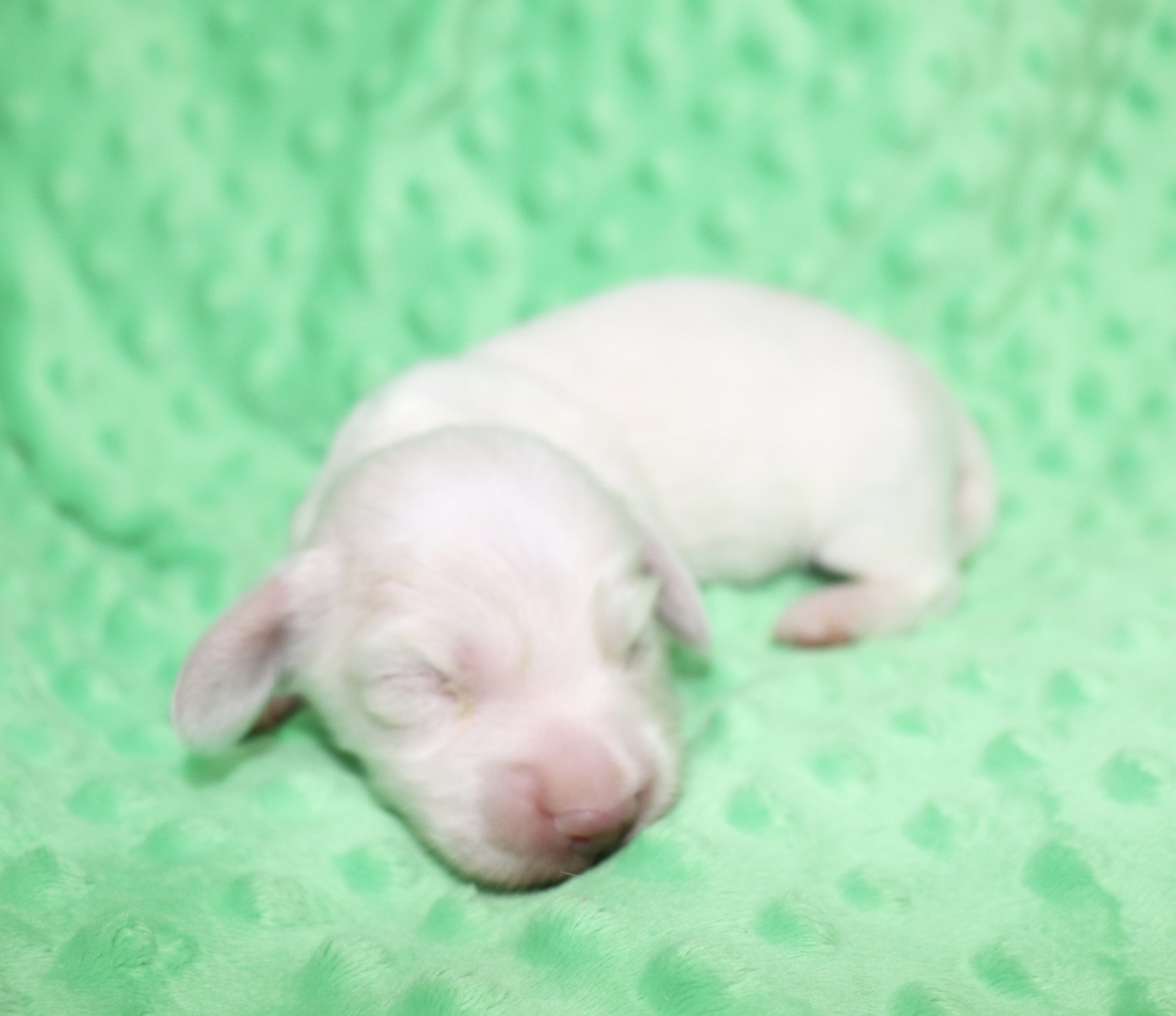Creme of the Crop Dachshunds - Casper Puppy 14