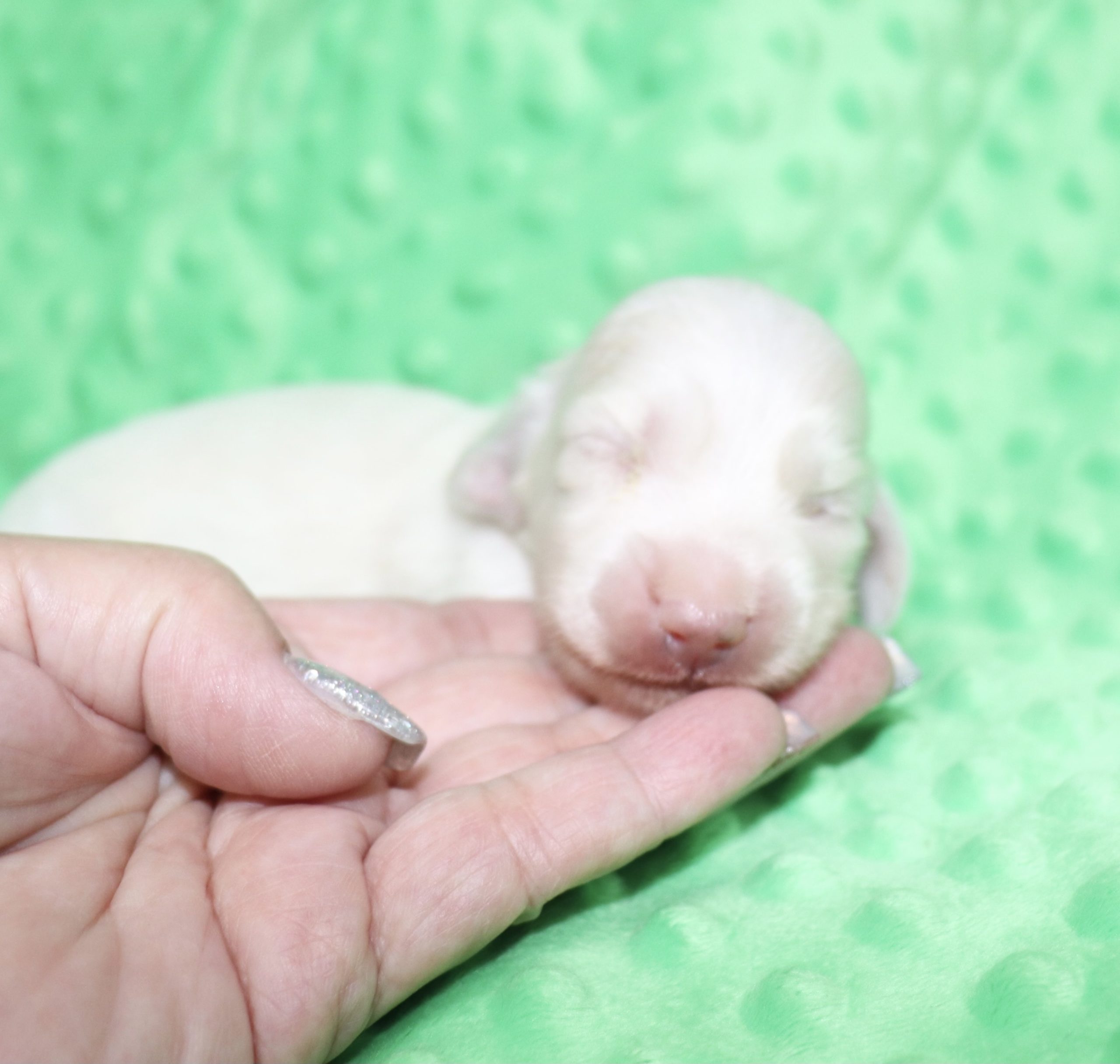 Creme of the Crop Dachshunds - Casper Puppy 18