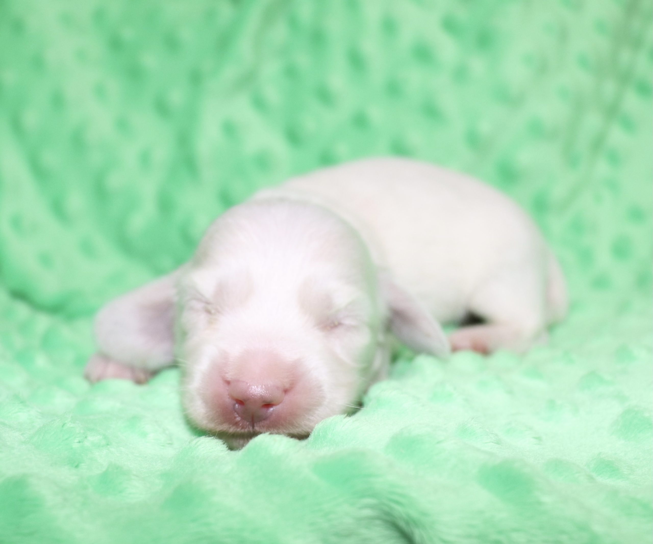 Creme of the Crop Dachshunds - Casper Puppy 19