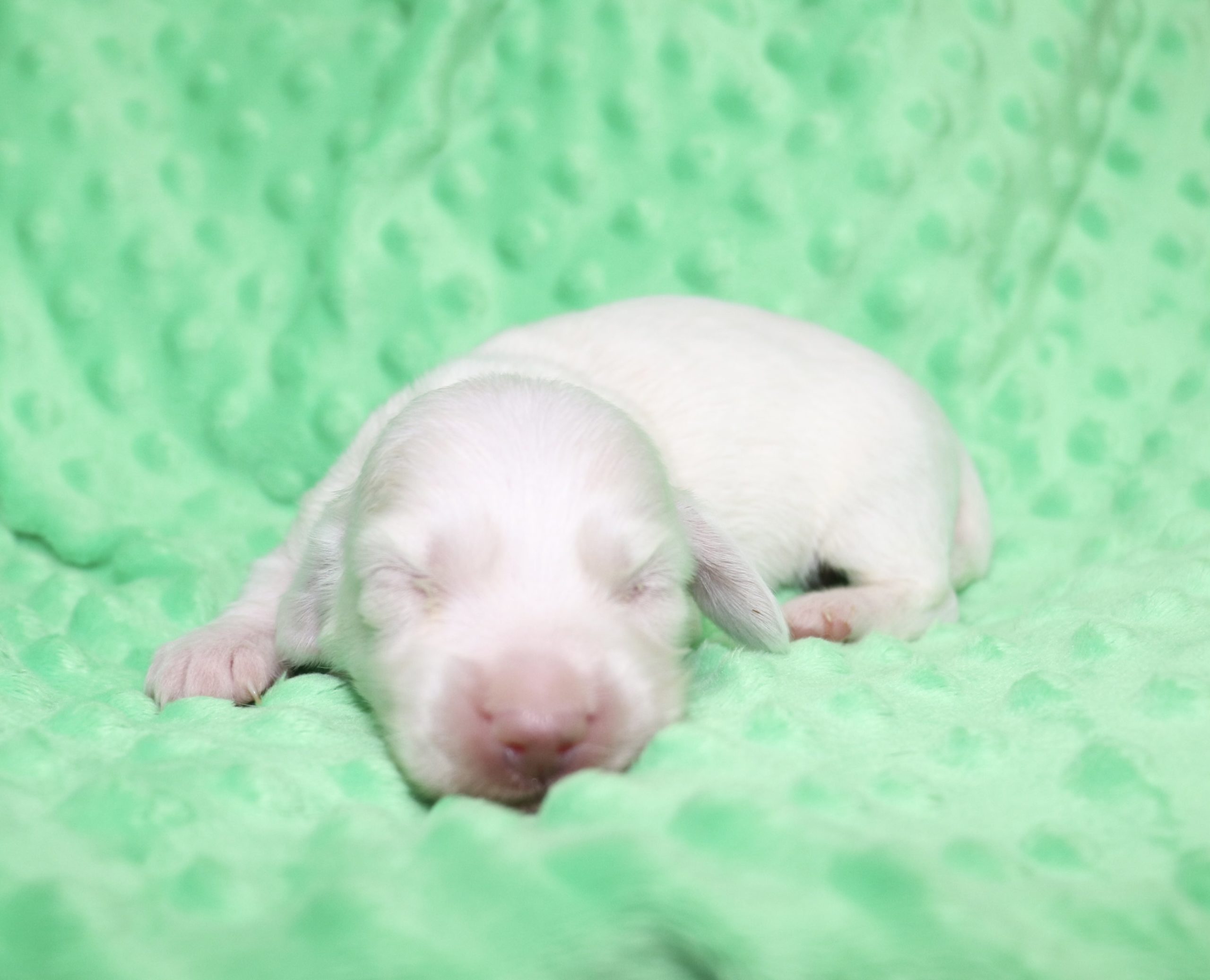 Creme of the Crop Dachshunds - Casper Puppy 20