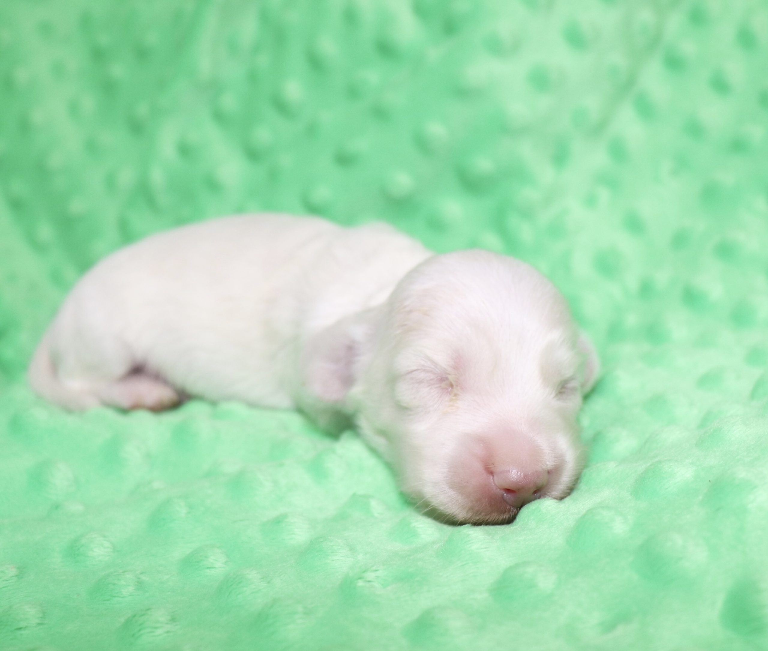 Creme of the Crop Dachshunds - Casper Puppy 1