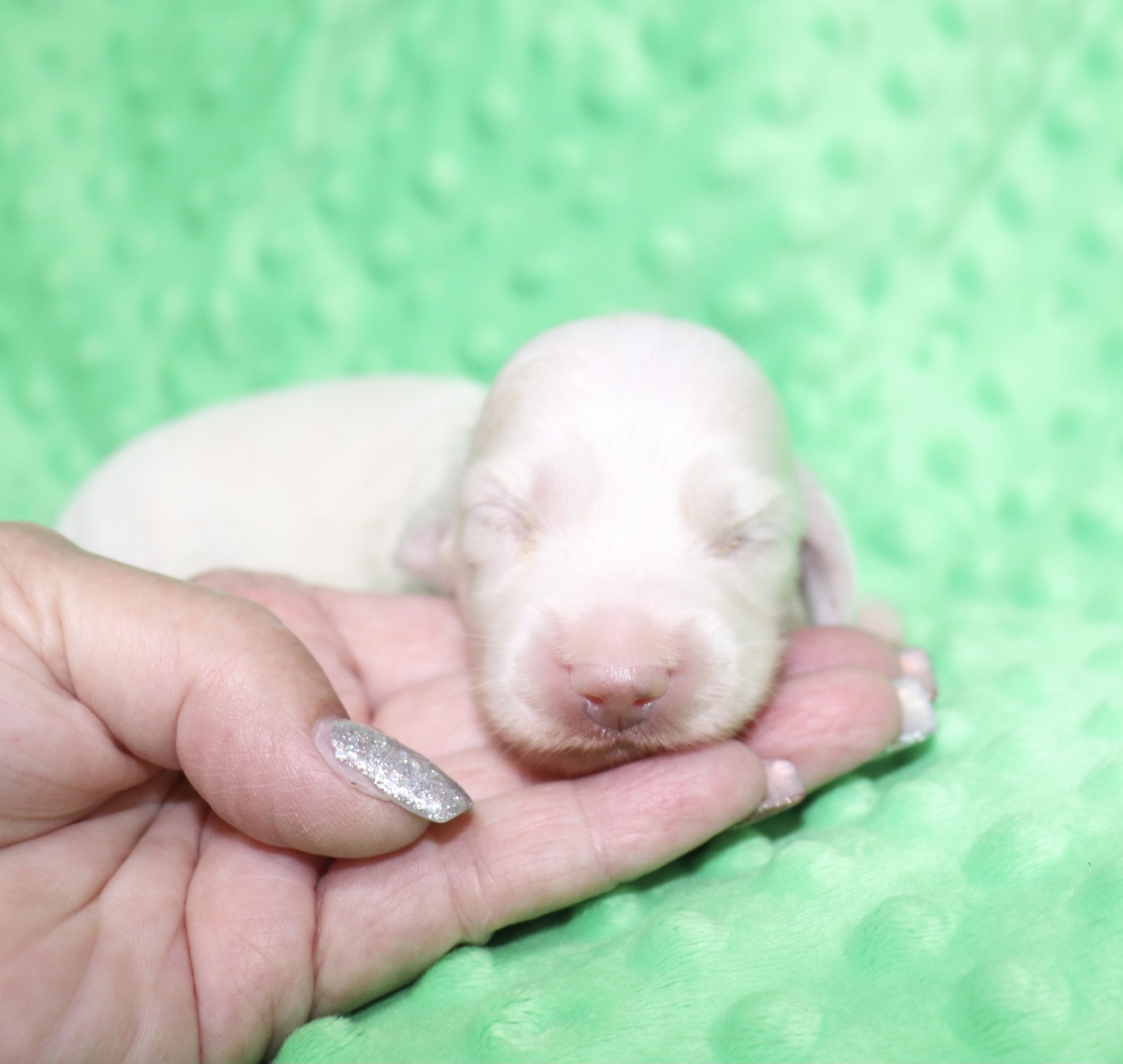 Creme of the Crop Dachshunds - Casper Puppy 2