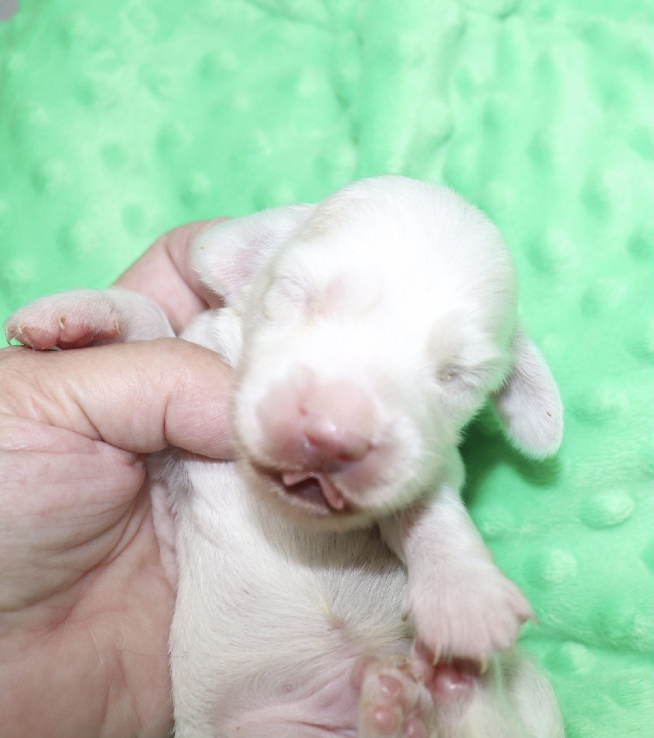 Creme of the Crop Dachshunds - Casper Puppy 3
