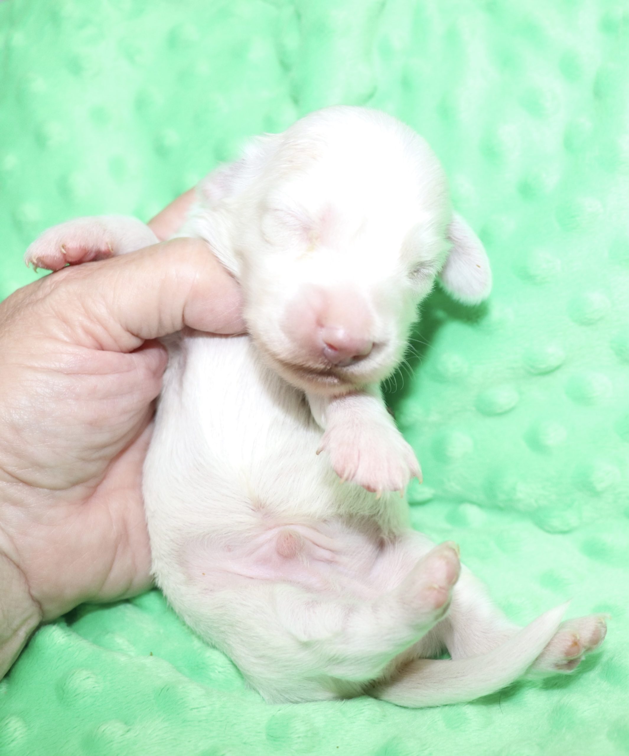 Creme of the Crop Dachshunds - Casper Puppy 4