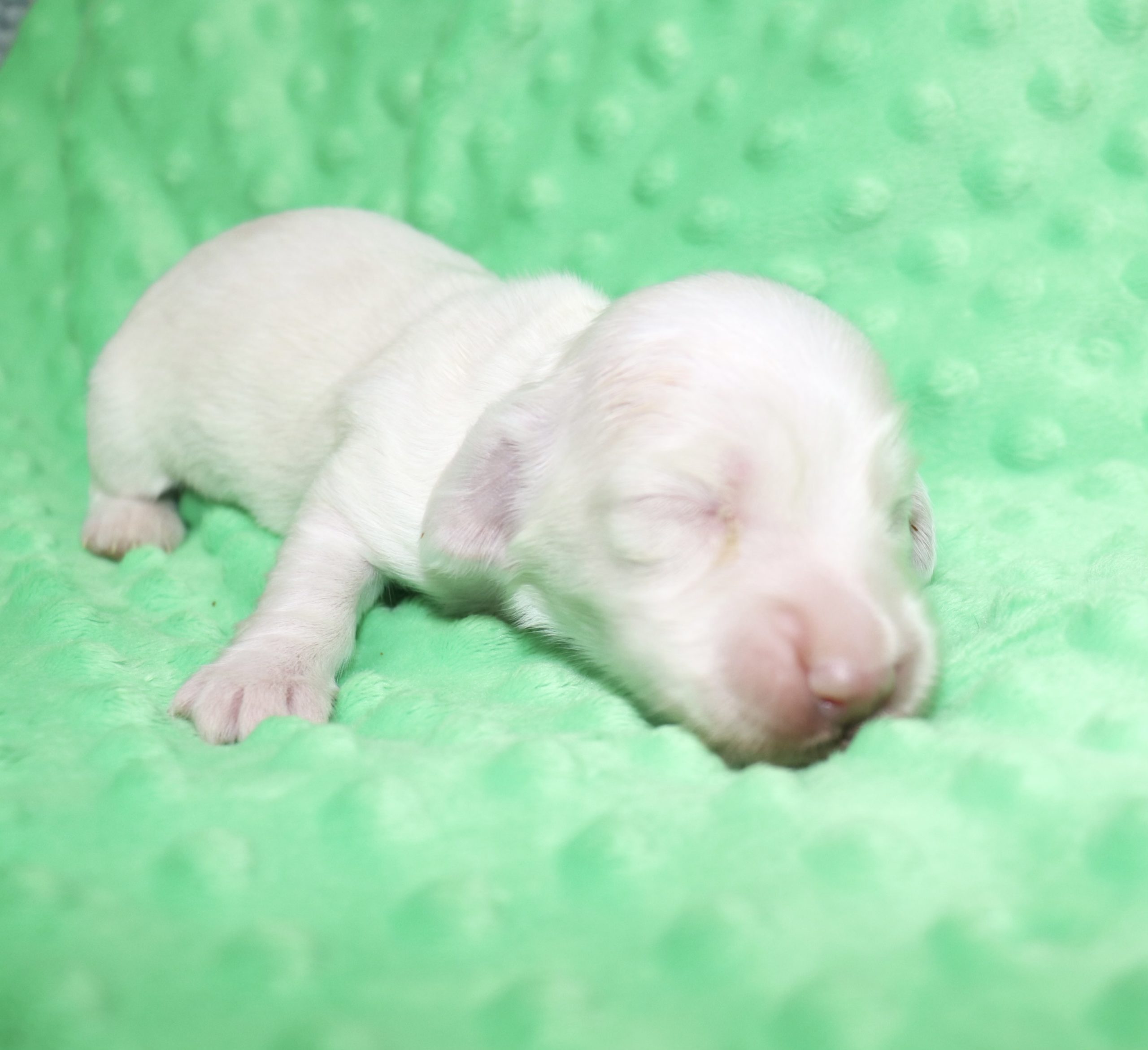 Creme of the Crop Dachshunds - Casper Puppy 5