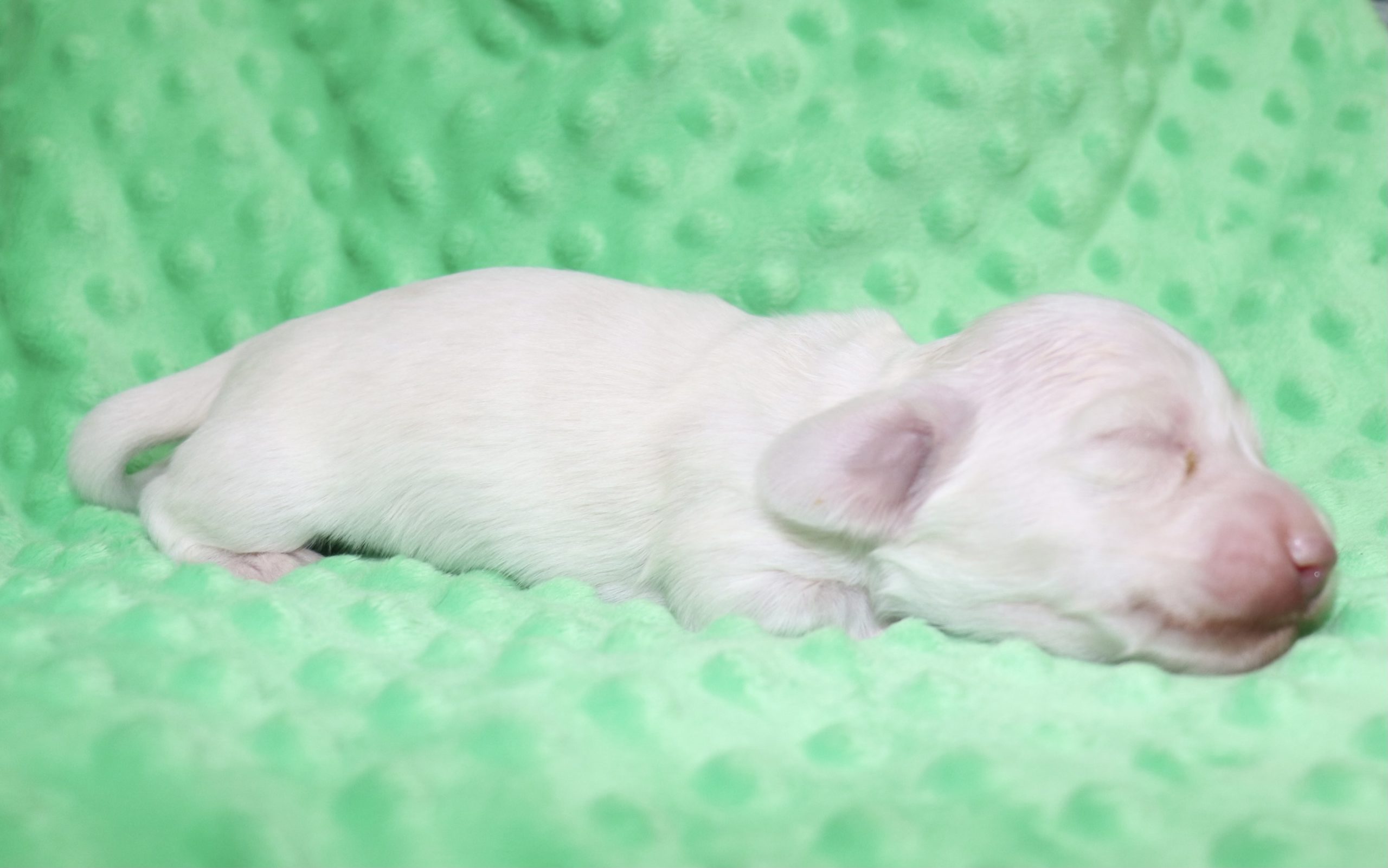 Creme of the Crop Dachshunds - Casper Puppy 6