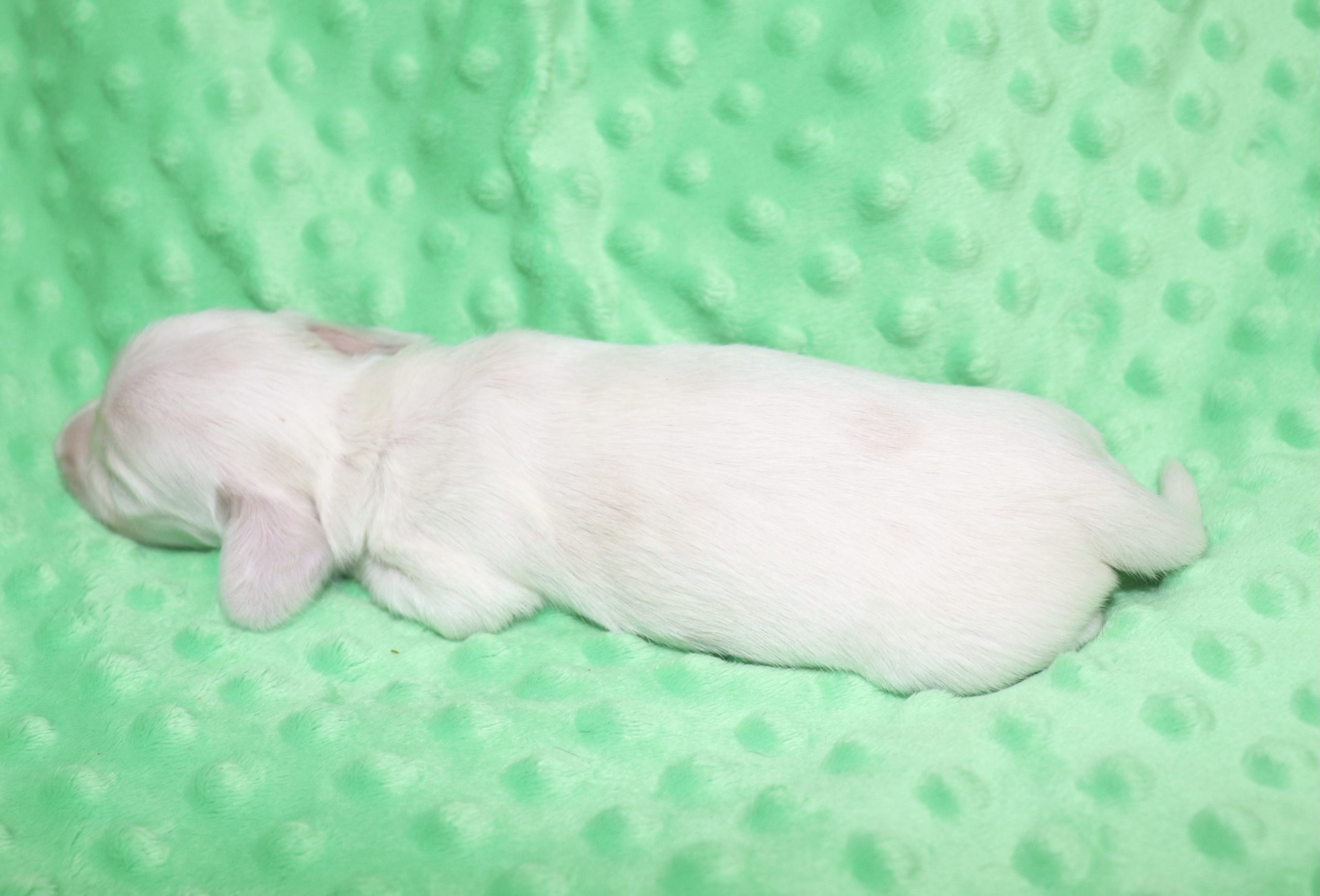 Creme of the Crop Dachshunds - Casper Puppy 7