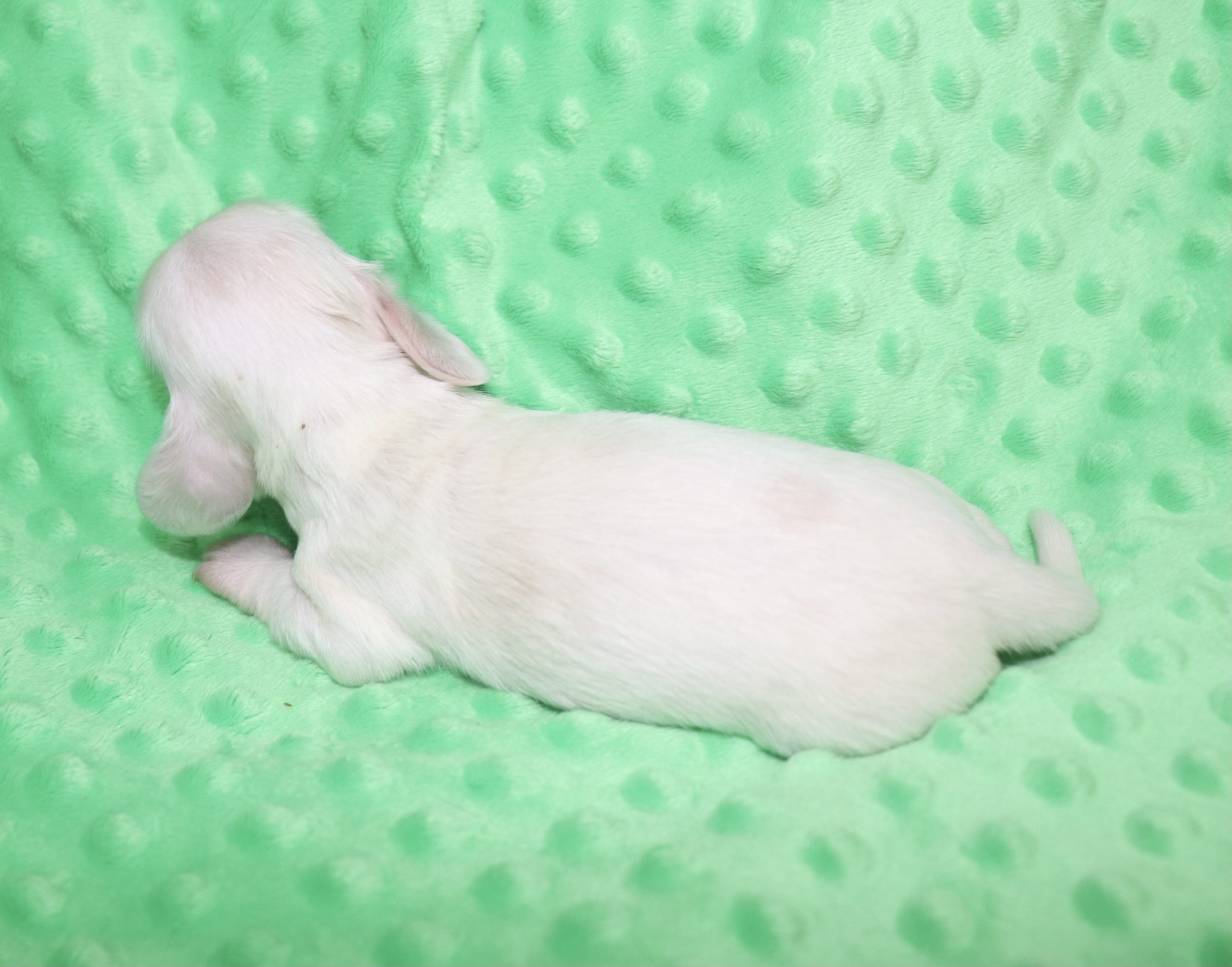 Creme of the Crop Dachshunds - Casper Puppy 9