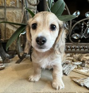 Creme of the Crop Miniature Dachshunds Jack