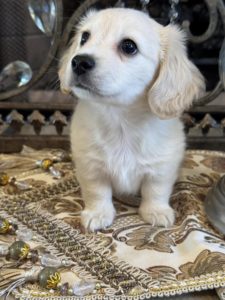 Creme of the Crop Miniature English Cream Dachshund Puppy - Junie Moon 5