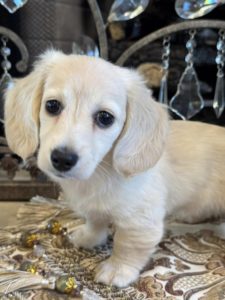 Creme of the Crop Miniature English Cream Dachshund Puppy - Lolly 1