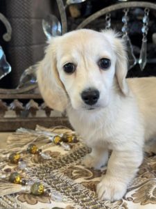 Creme of the Crop Miniature English Cream Dachshund Puppy - Lolly 2