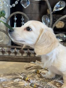 Creme of the Crop Miniature English Cream Dachshund Puppy - Lolly 3