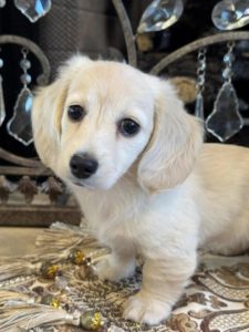 Creme of the Crop Miniature English Cream Dachshund Puppy - Lolly 4