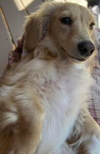 Monet - Longhair Cream Miniature Dachshund For Sale 7