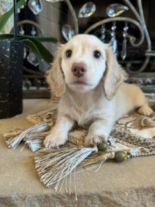 Creme of the Crop Miniature Dachshunds Morty 1