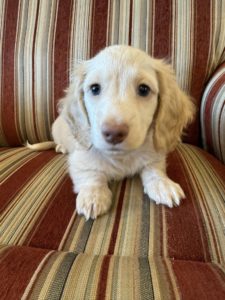 Creme of the Crop Miniature Dachshunds Morty 2