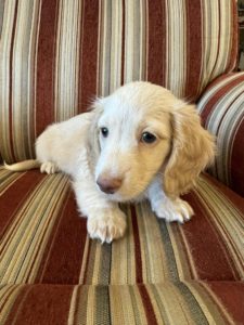 Creme of the Crop Miniature Dachshunds Morty 3