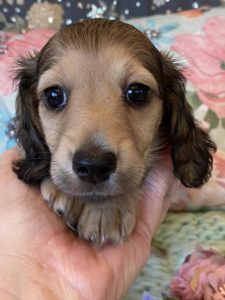 Creme of the Crop Miniature Dachshunds Cream Puppy Paisley 1
