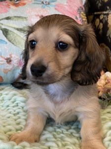 Creme of the Crop Miniature Dachshunds Cream Puppy Paisley 2