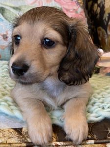 Creme of the Crop Miniature Dachshunds Cream Puppy Paisley 5