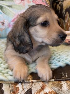 Creme of the Crop Miniature Dachshunds Cream Puppy Paisley 6