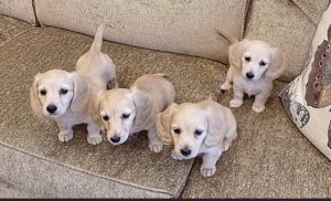 Crème of the Crop Dachshunds - English Miniature Cream Dachshund Litter of Puppies