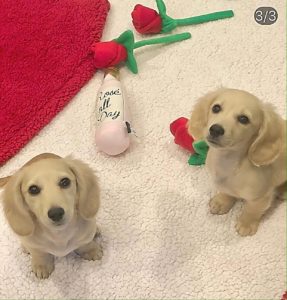Crème of the Crop English Cream Miniature Dachshunds - Previous Litter Puppies 16