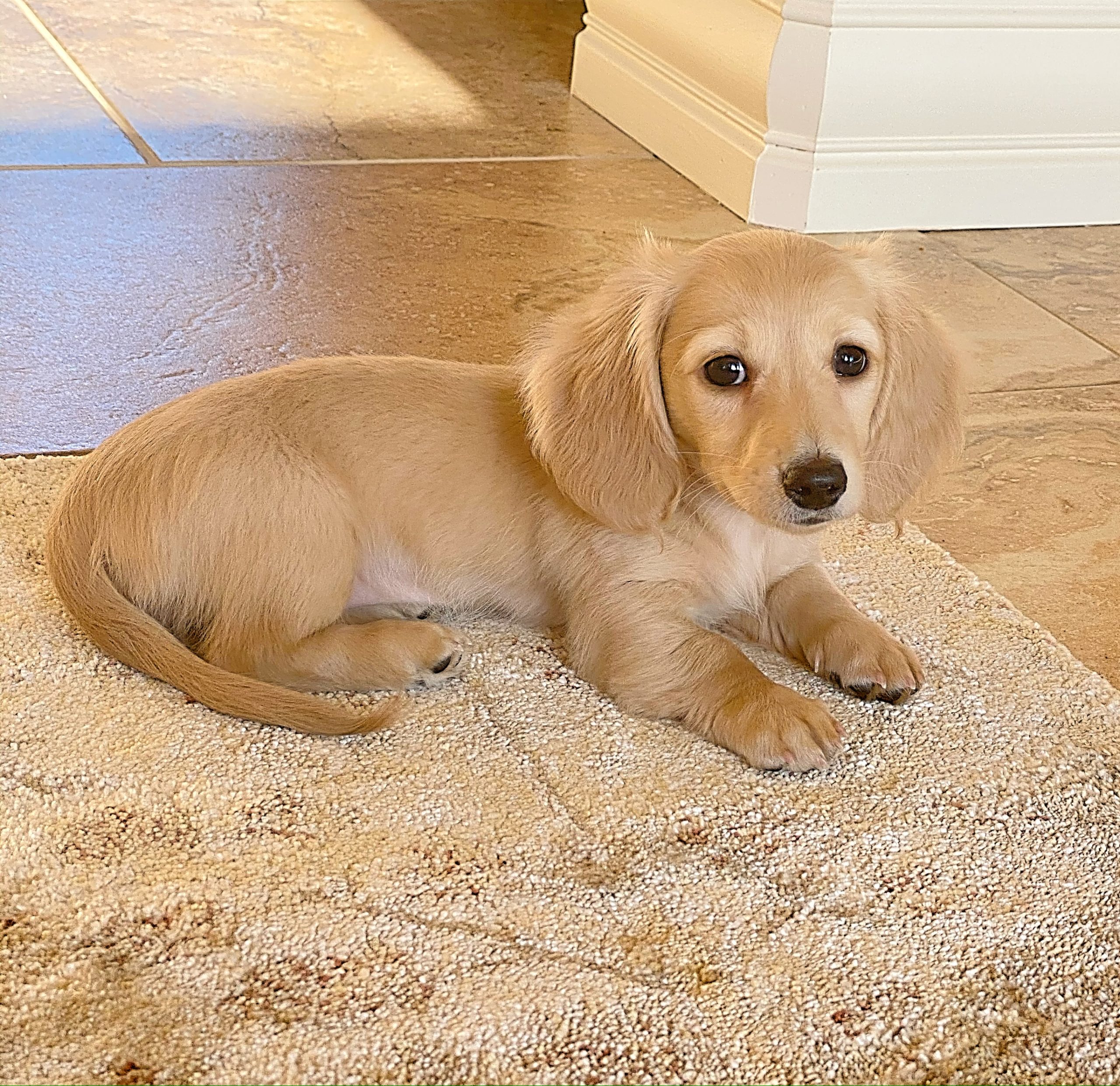 English Cream Miniature Dachshund Puppies Cr me Of The Crop