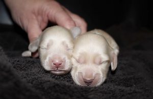 Crème of the Crop Dachshunds - English Miniature Cream Dachshund Puppies