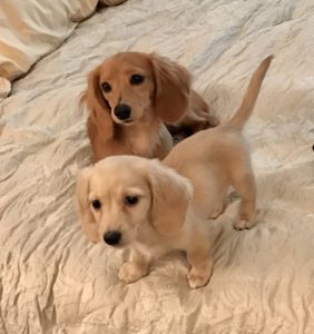 Crème of the Crop English Cream Miniature Dachshunds - Previous Litter Puppies 12