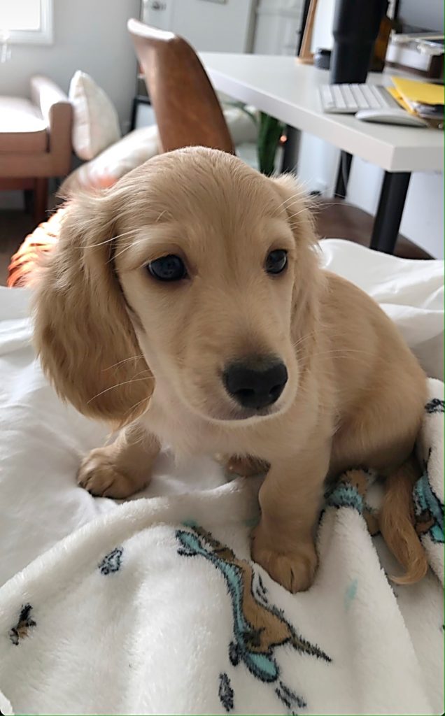 English Cream Miniature Dachshund Puppies - Crème of the ...