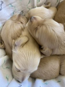 Crème of the Crop Dachshunds - Litter of English Miniature Cream Dachshund Puppies