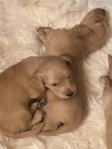 Crème of the Crop English Cream Miniature Dachshunds - Previous Litter Puppies 14