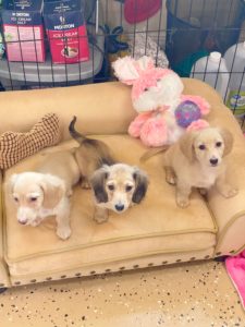 Crème of the Crop English Cream Miniature Dachshunds - Previous Litter Puppies 13