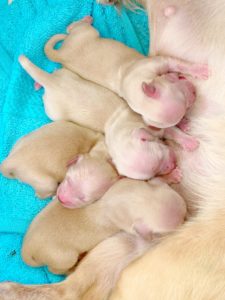 Crème of the Crop English Cream Miniature Dachshunds - Previous Litter Puppies 11