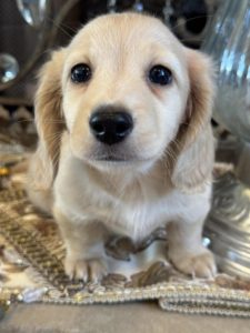 Creme of the Crop Miniature English Cream Dachshund Puppy - Remy 1